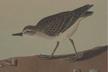 Flora & Fauna Collection